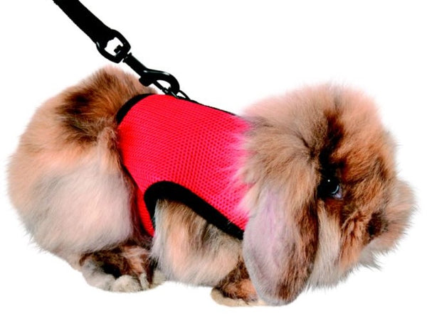 Guinea pig best sale collar and leash