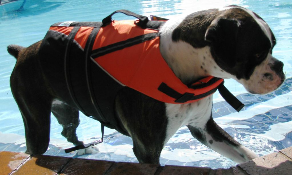 Life/Floatation Jacket (Doggles)