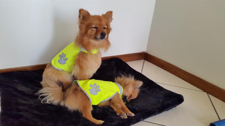 Visibility Vest for Dogs